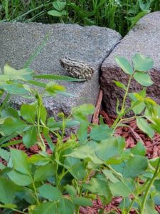 Toad on a  Brick